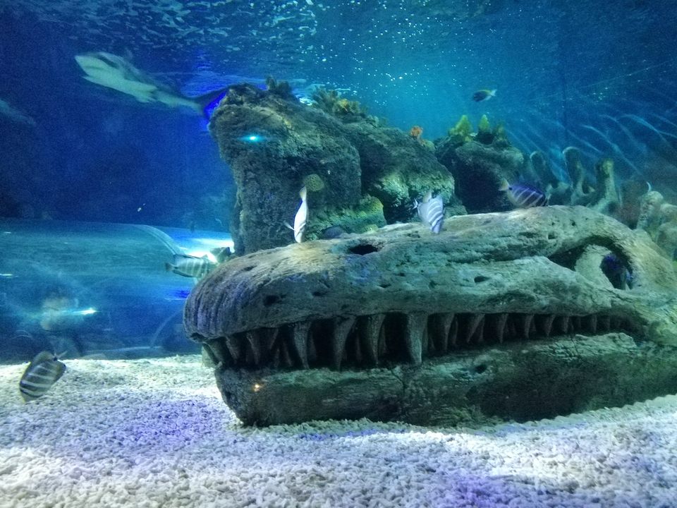 Aquarium, Sealife