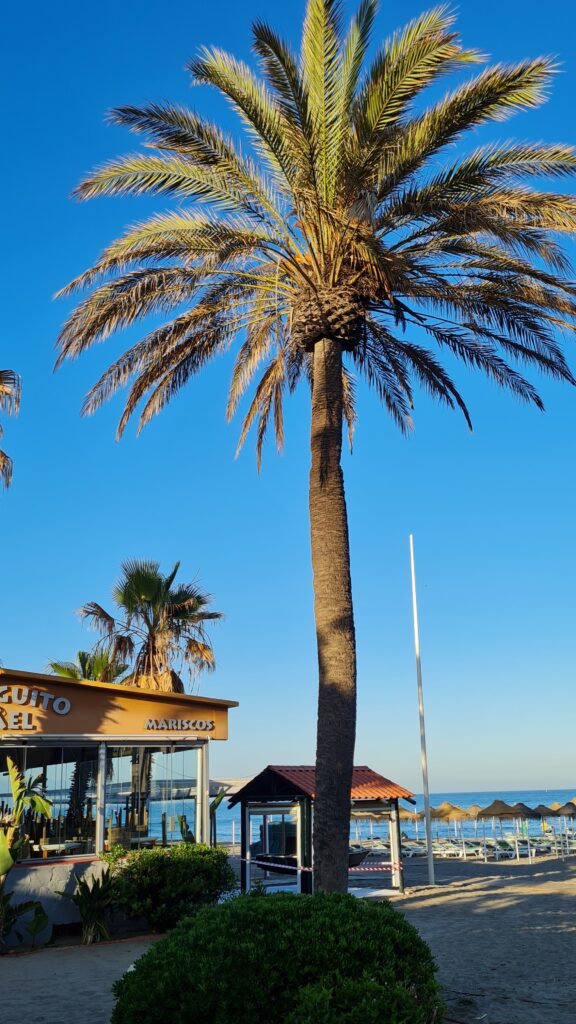 Strand Torremolinos Palmen Meer